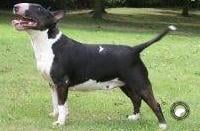 MEGAVILLE SHE'S THE ONE